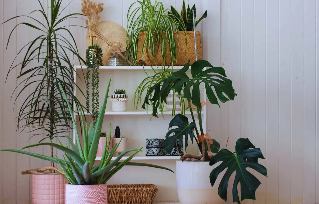 Le piante che depurano l’aria di casa: ecco quali scegliere per vivere meglio