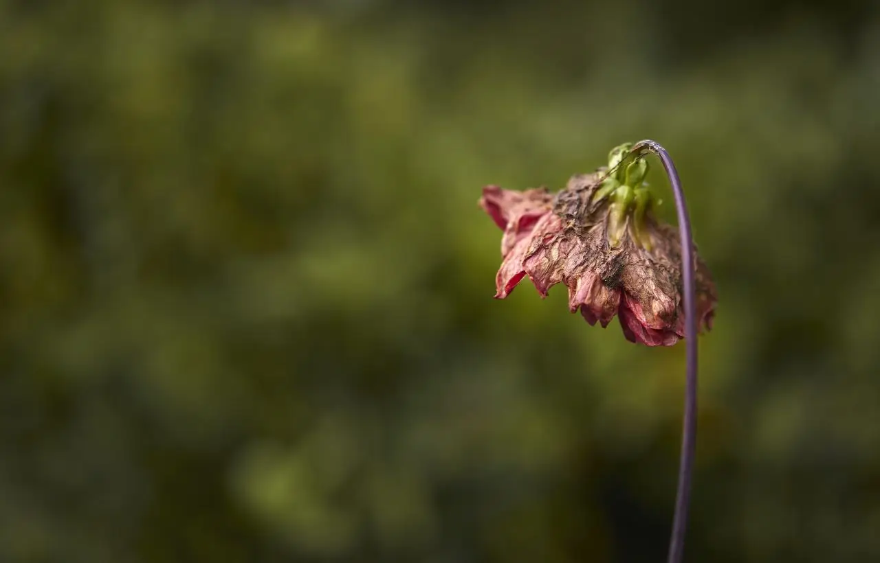 Il segnale inequivocabile che la tua pianta sta morendo di sete (e stai ignorando)