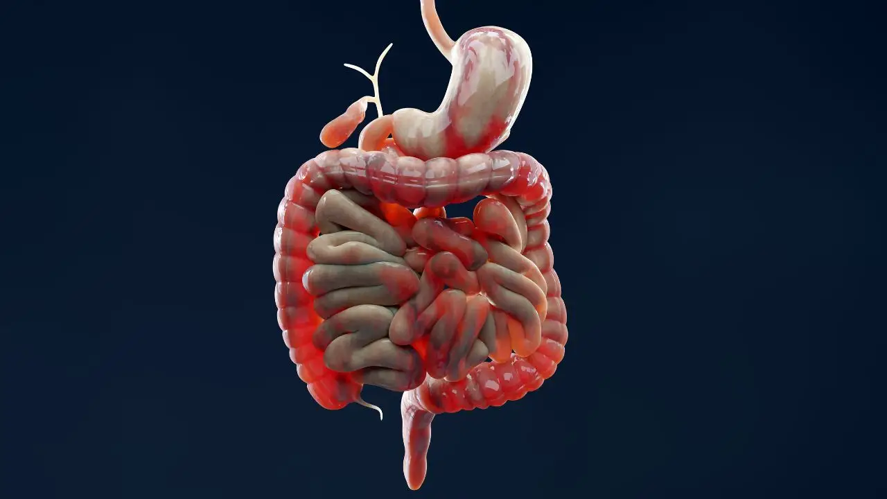 Intestino in tilt? Ecco il metodo naturale per rigenerare subito il tuo apparato digerente