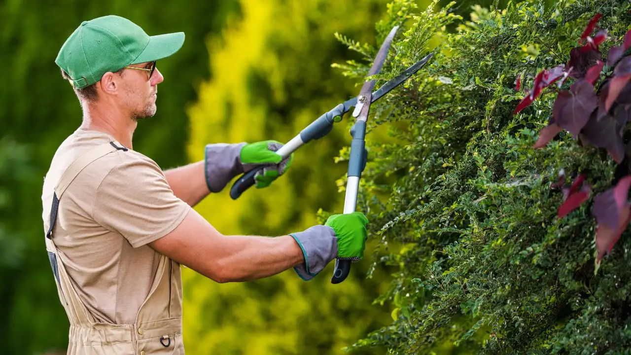 Attenzione quando chiami il giardiniere: ecco i lavori che può fare legalmente e quelli no